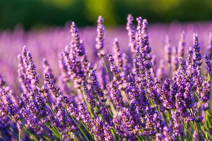 Lavanda Francesa ou Lavanda Inglesa: entenda as diferenças na perfumaria de ambientes
